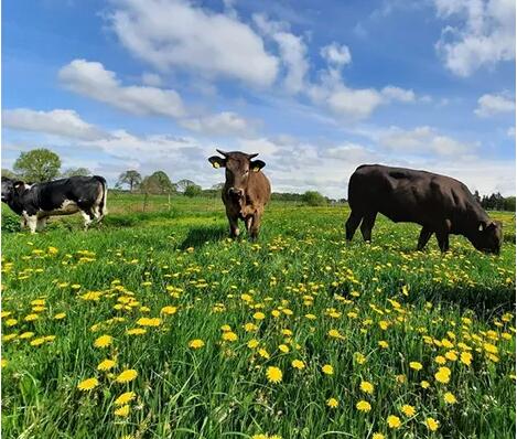 Chinese Beef Buyers Expect Brazil Trade to Resume Soon Despite Mad Cow Cases